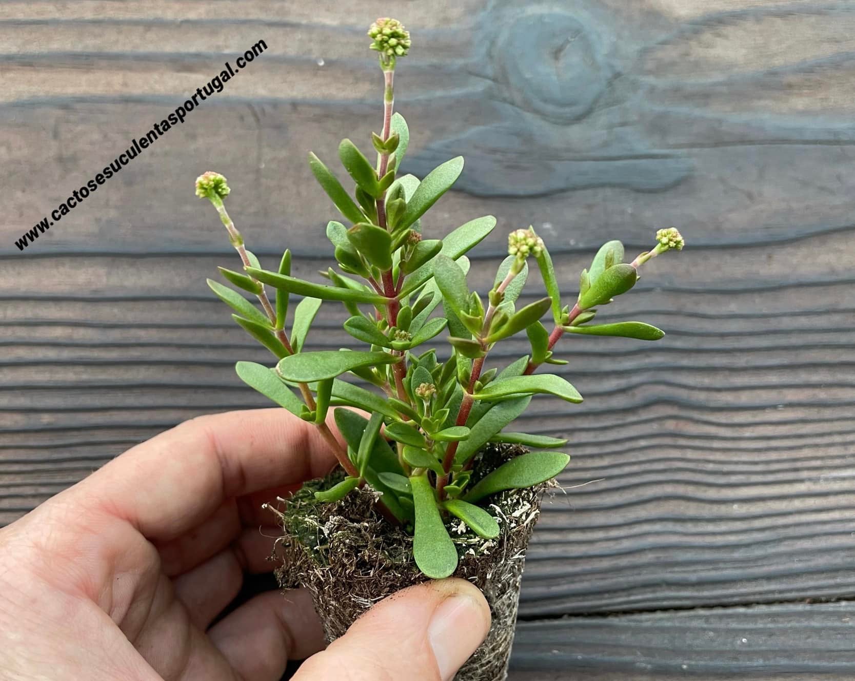 Crassula atropurpurea var. watermeyeri
