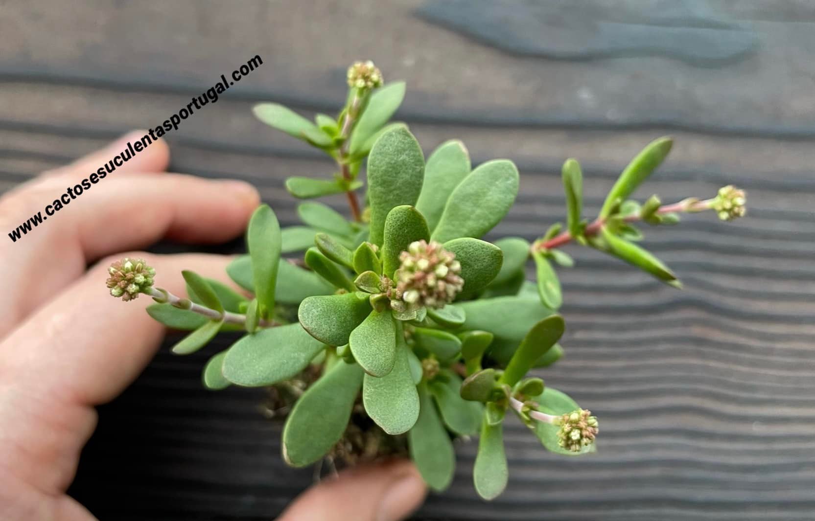Crassula atropurpurea var. watermeyeri