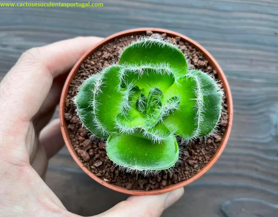 Crassula barbata