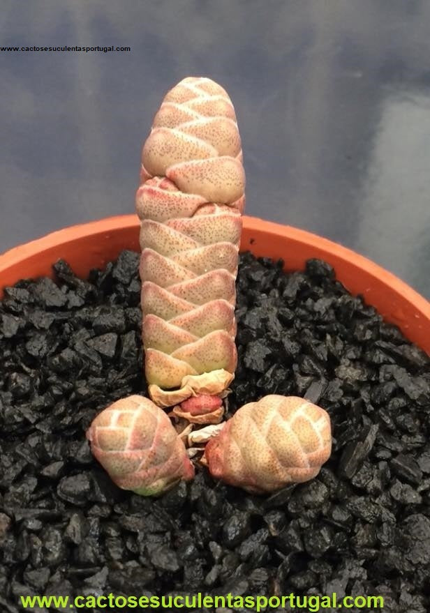 Crassula barklyi