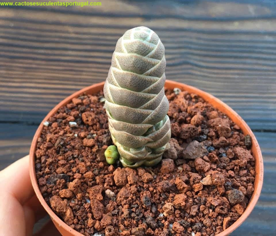 Crassula barklyi