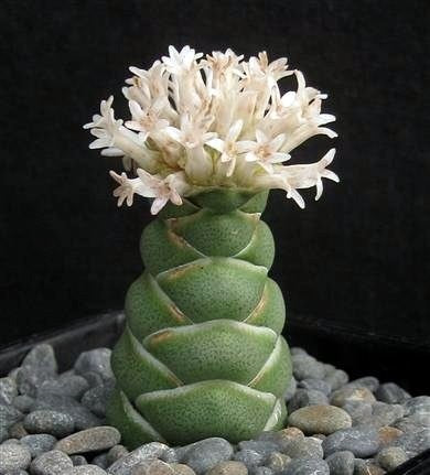 Crassula barklyi