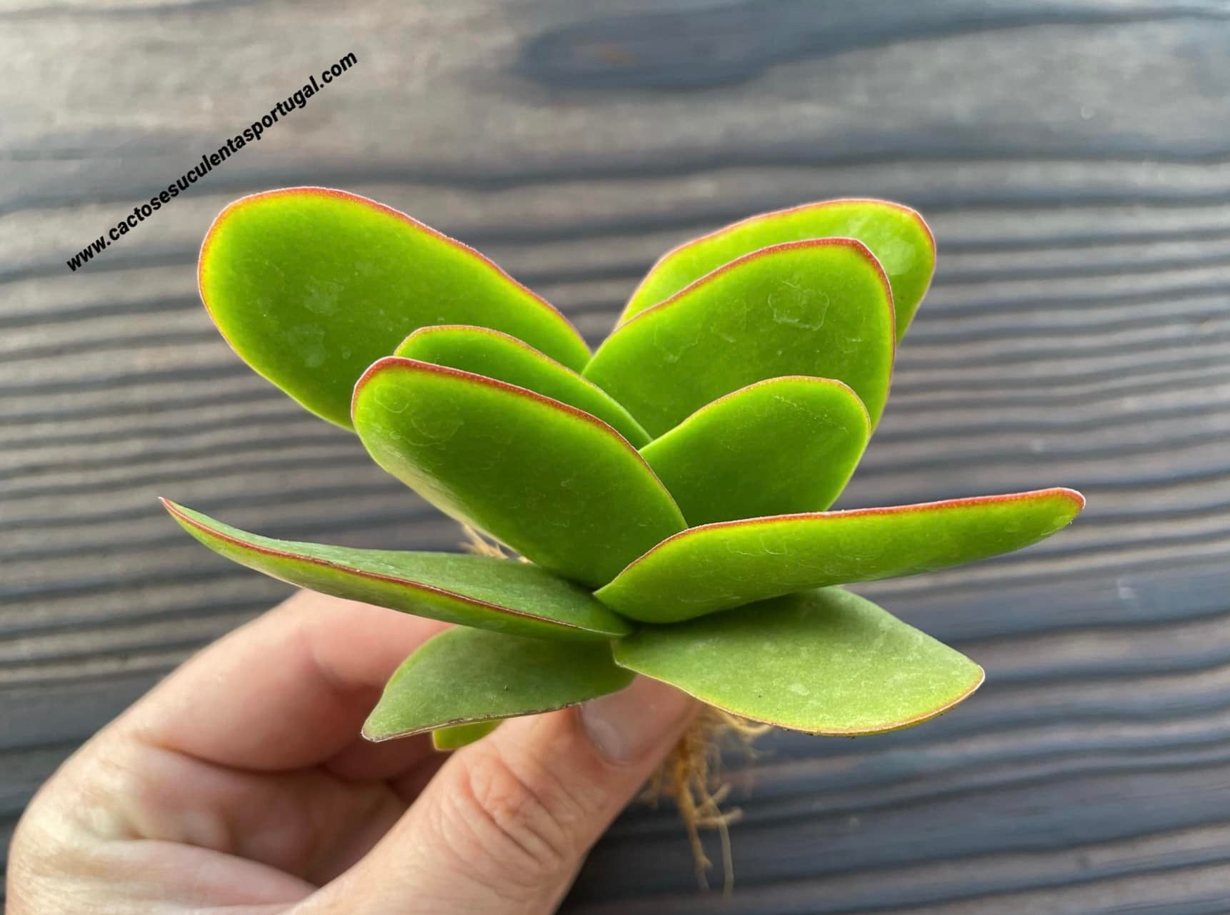 Crassula borracha