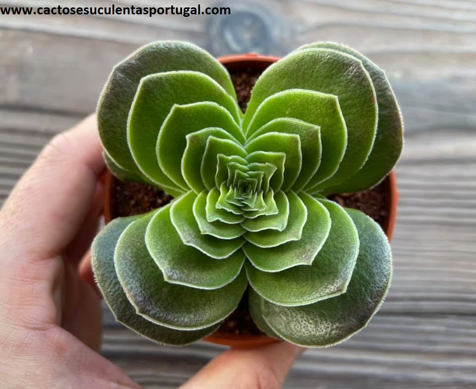 Crassula capitella 'turrita'