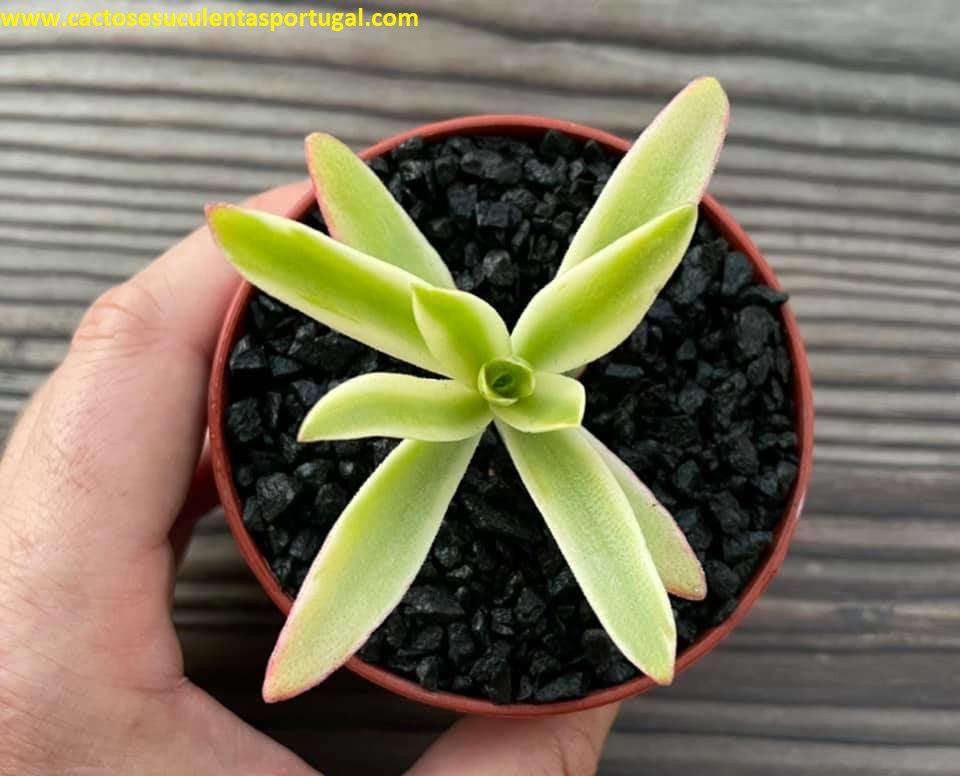 Crassula capitella campfire form. variegata