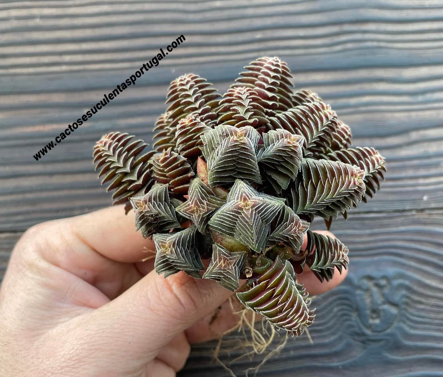 Crassula capitella var. thyrsiflora