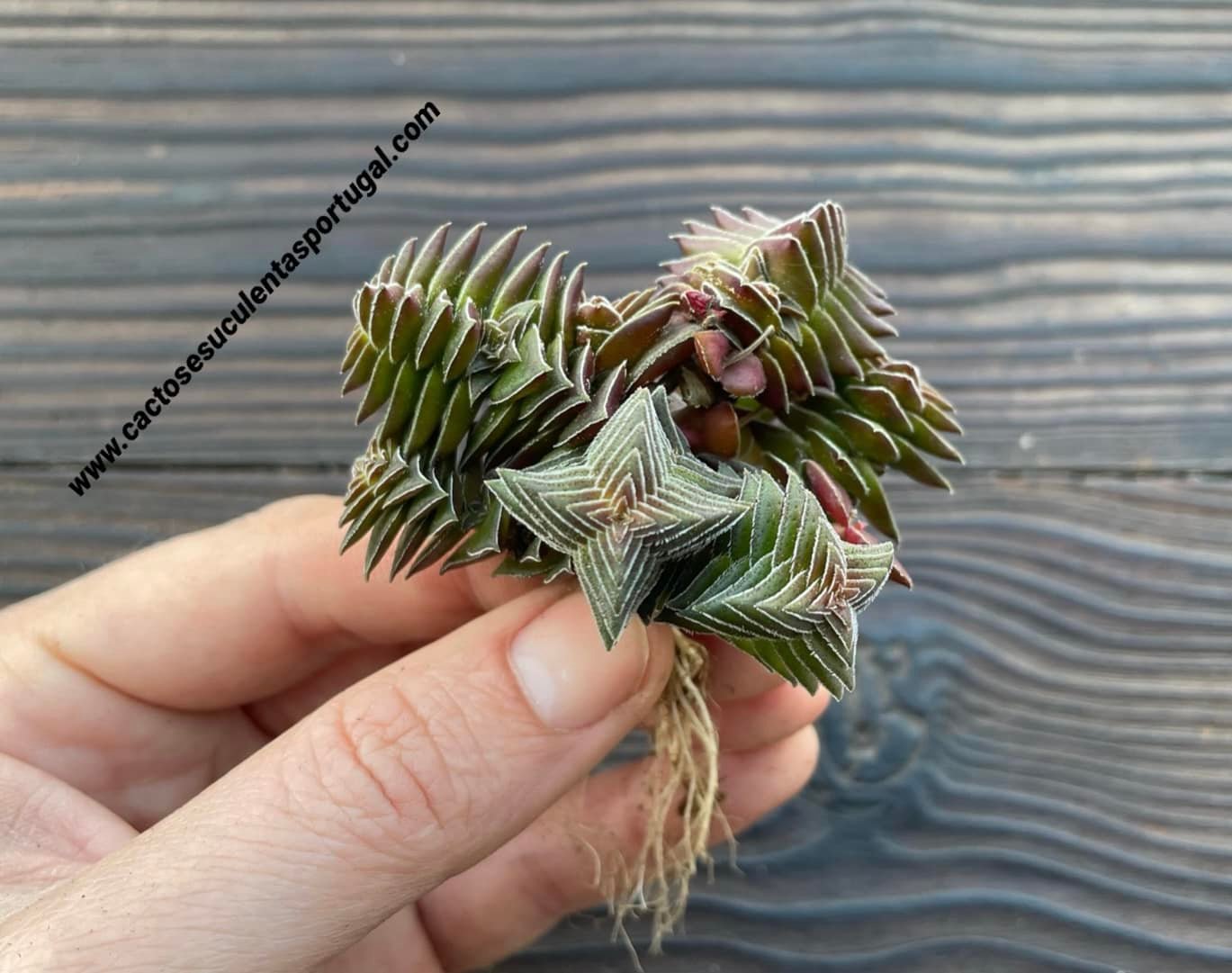Crassula capitella var. thyrsiflora