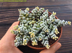 Crassula corallina subsp. macrorrhiza / Baby Jesus' Hair