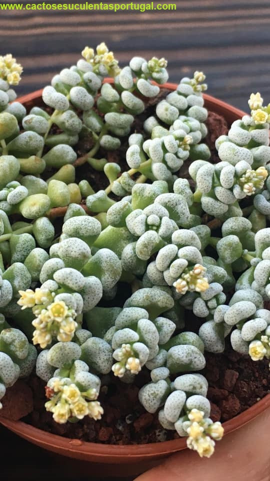 Crassula corallina subsp. macrorrhiza 