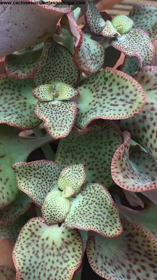 Crassula cordata