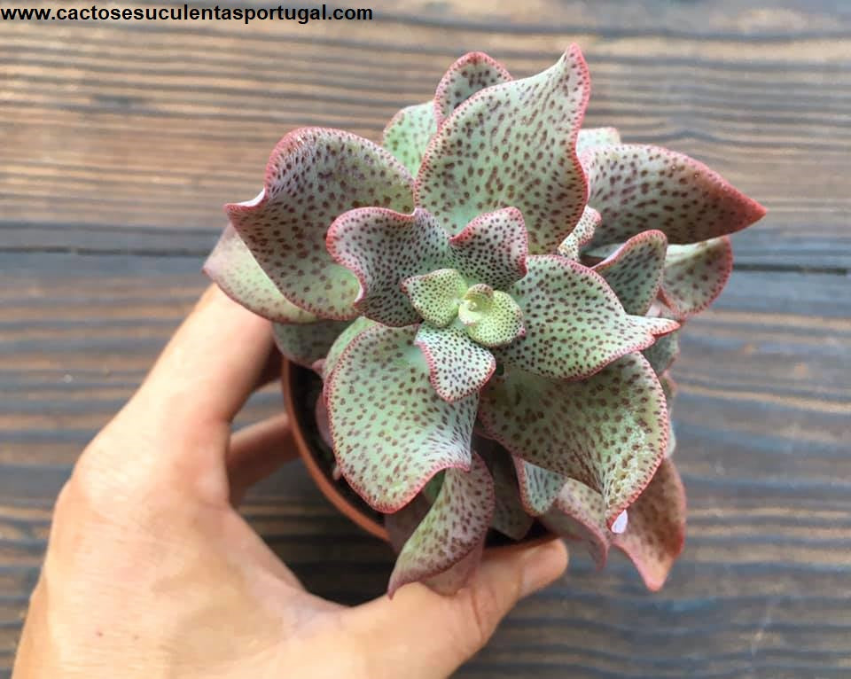 Crassula cordata
