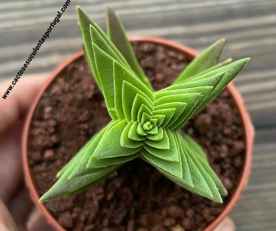 #Crassula corymbulosa pagoda