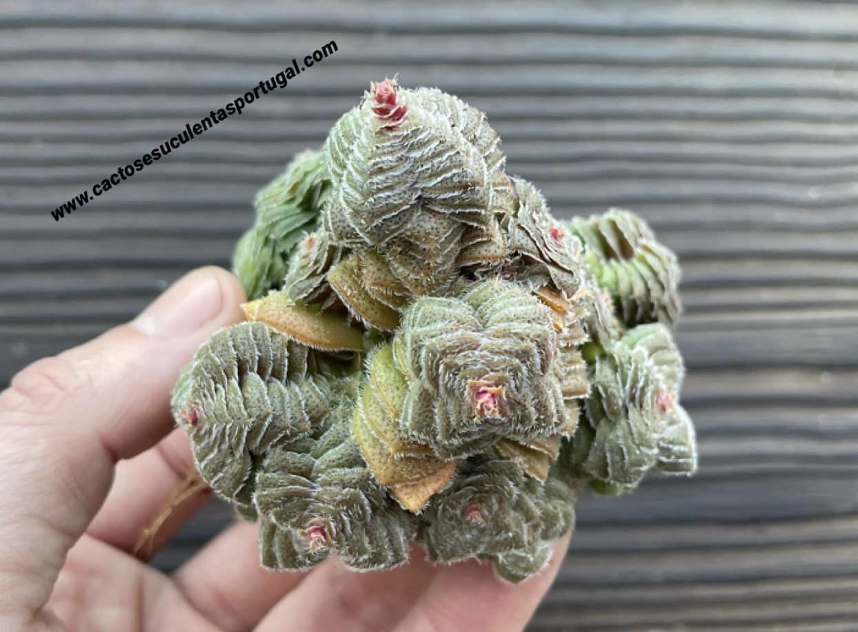 Crassula cremnophila