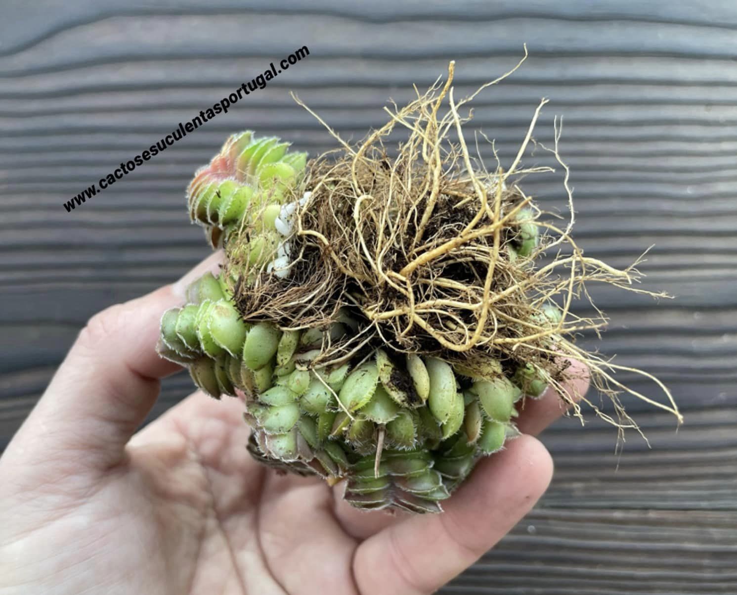 Crassula cremnophila