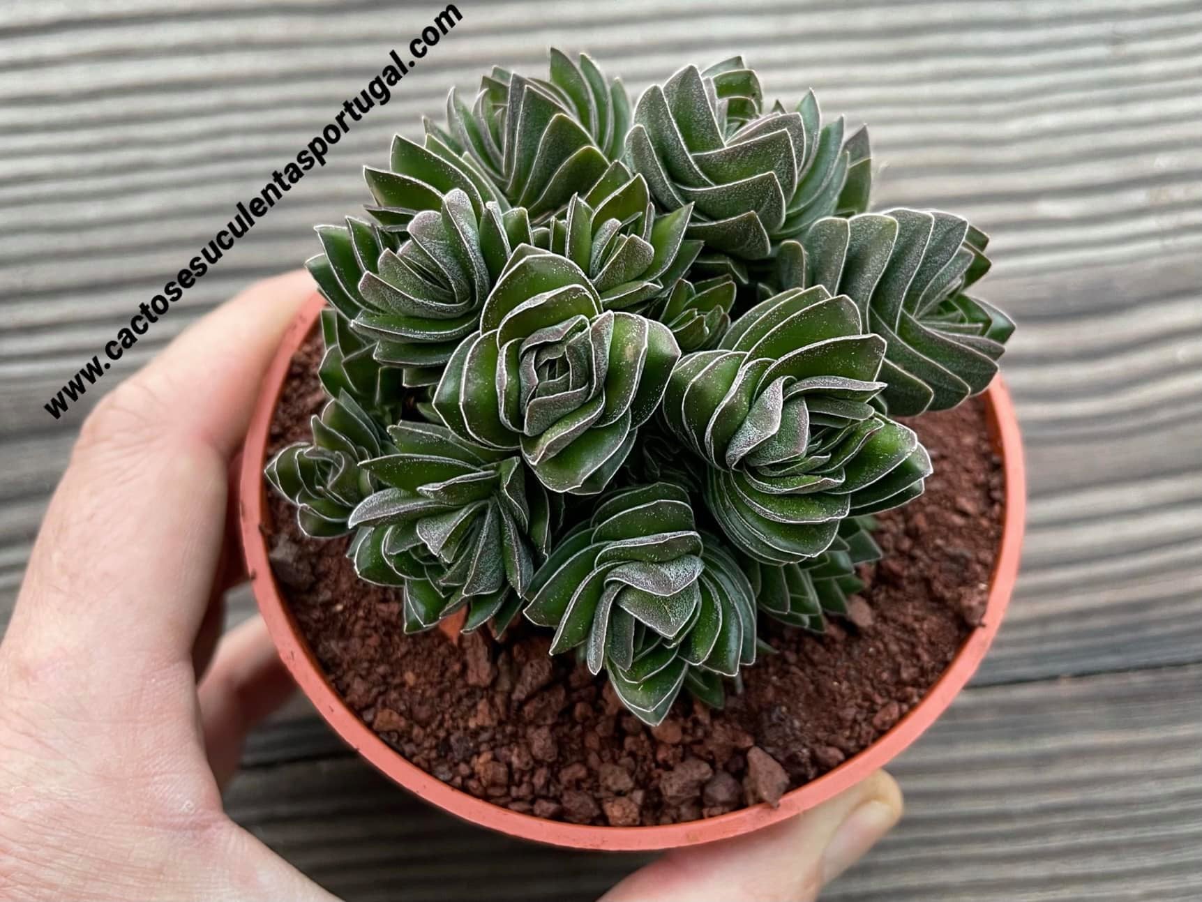 Crassula cv. Buddha's Temple multi heads