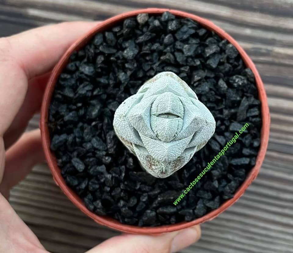 Crassula deceptor brevifolia