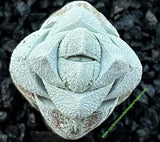 Crassula deceptor brevifolia