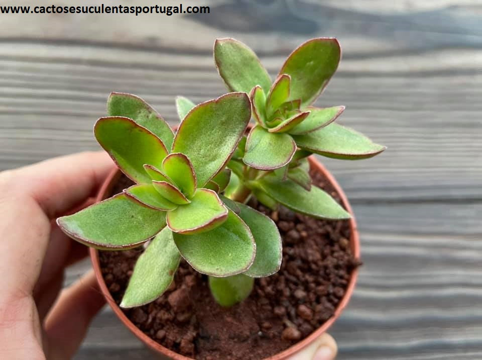 Crassula dejecta 