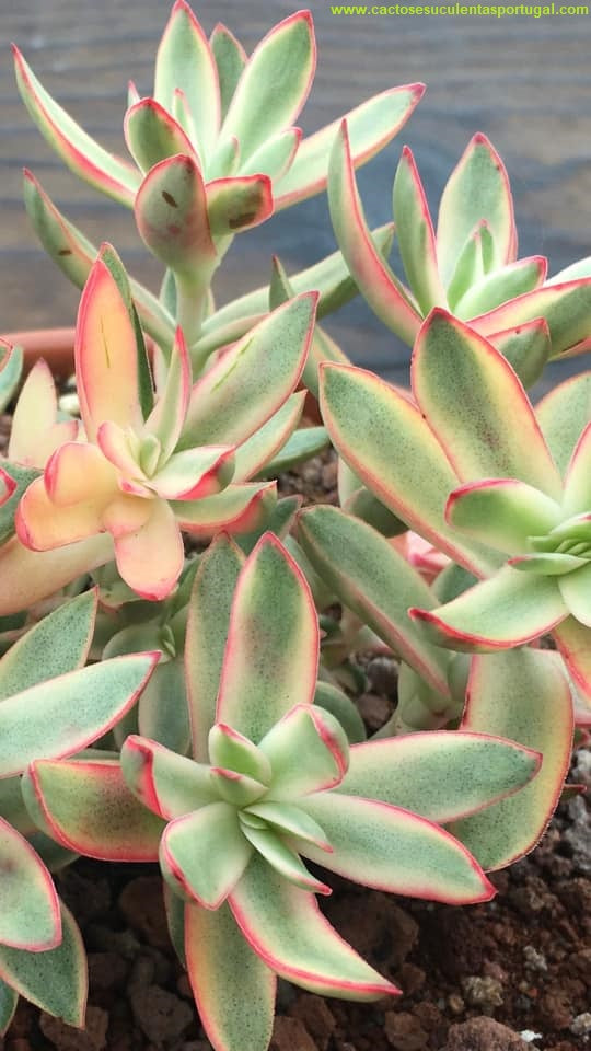 Crassula dejecta variegata