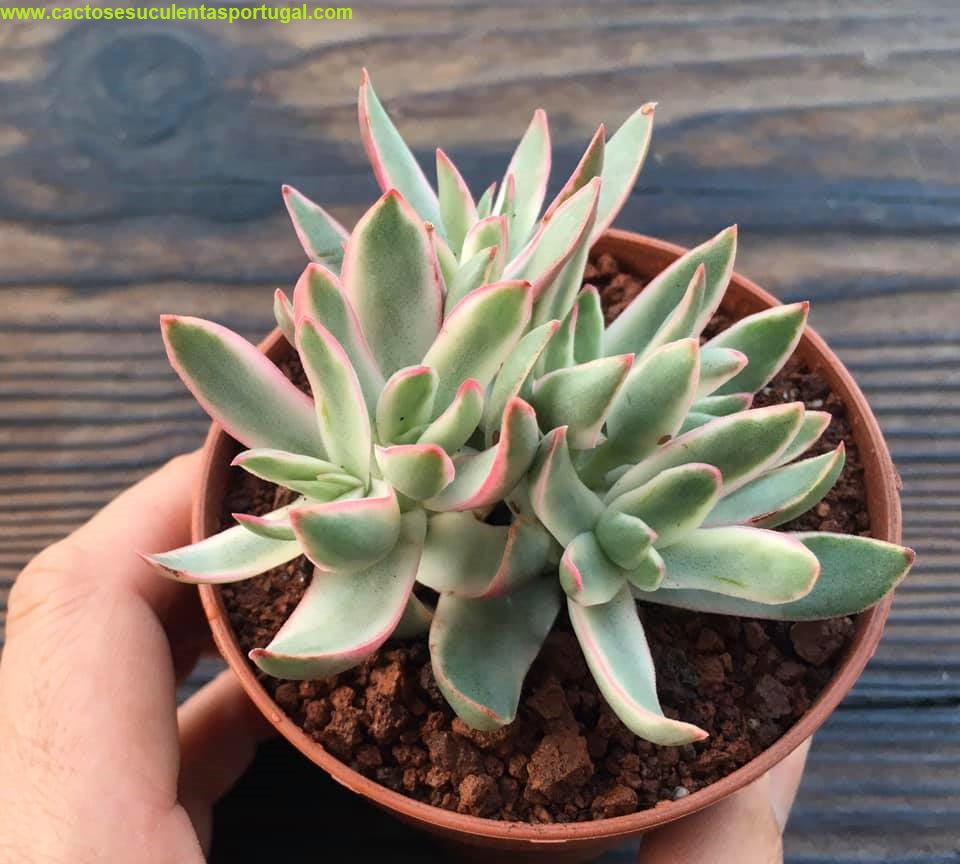 Crassula dejecta variegata