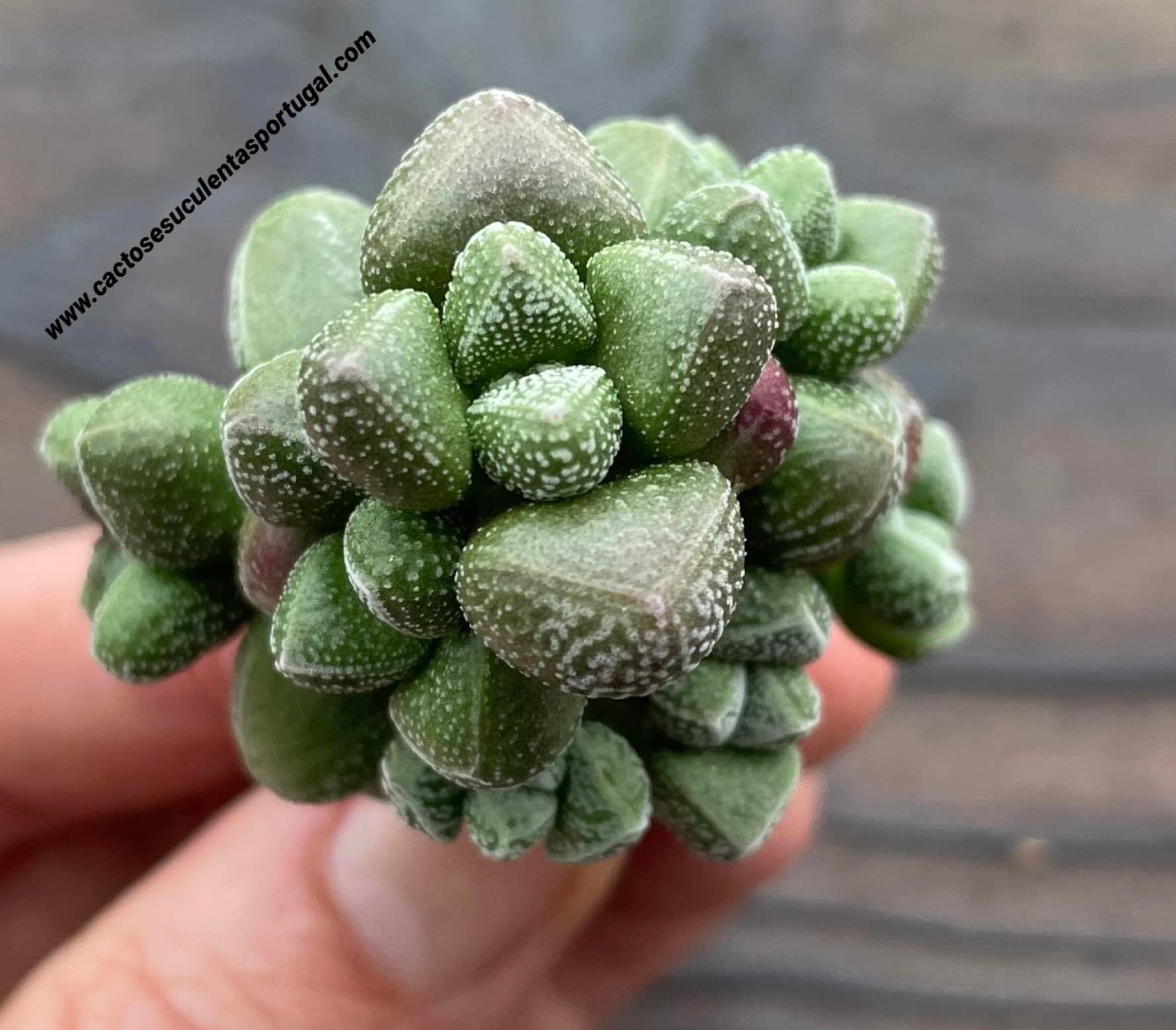 Crassula elegans ssp. namibensis