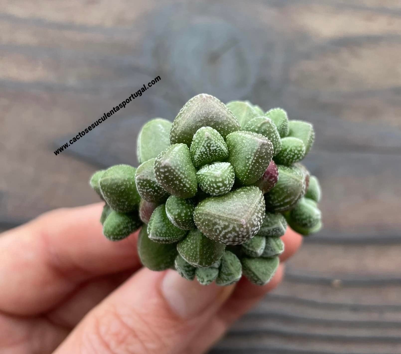Crassula elegans ssp. namibensis