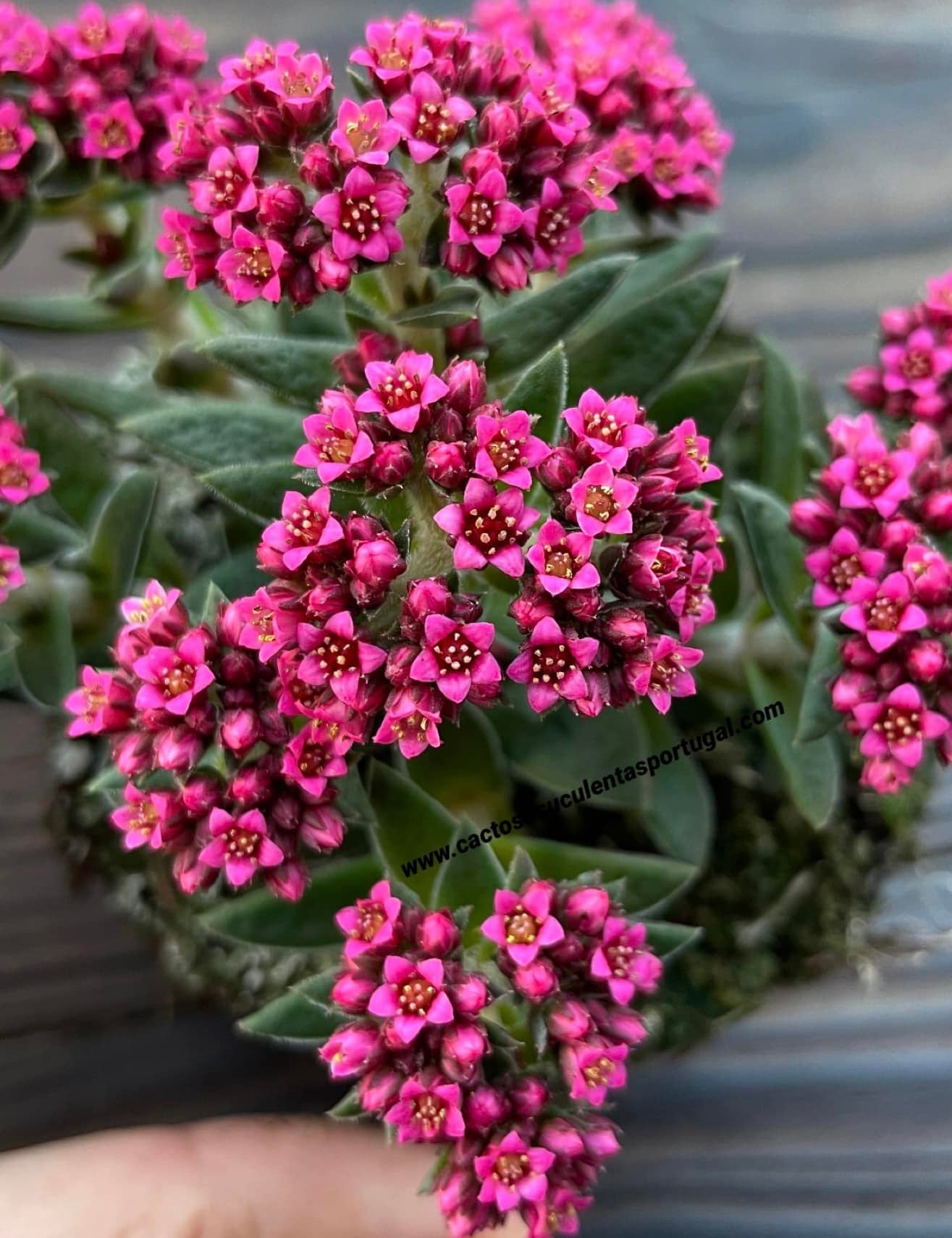 Crassula exilis ssp. 'schmidtii', rosa-choque clone 2020