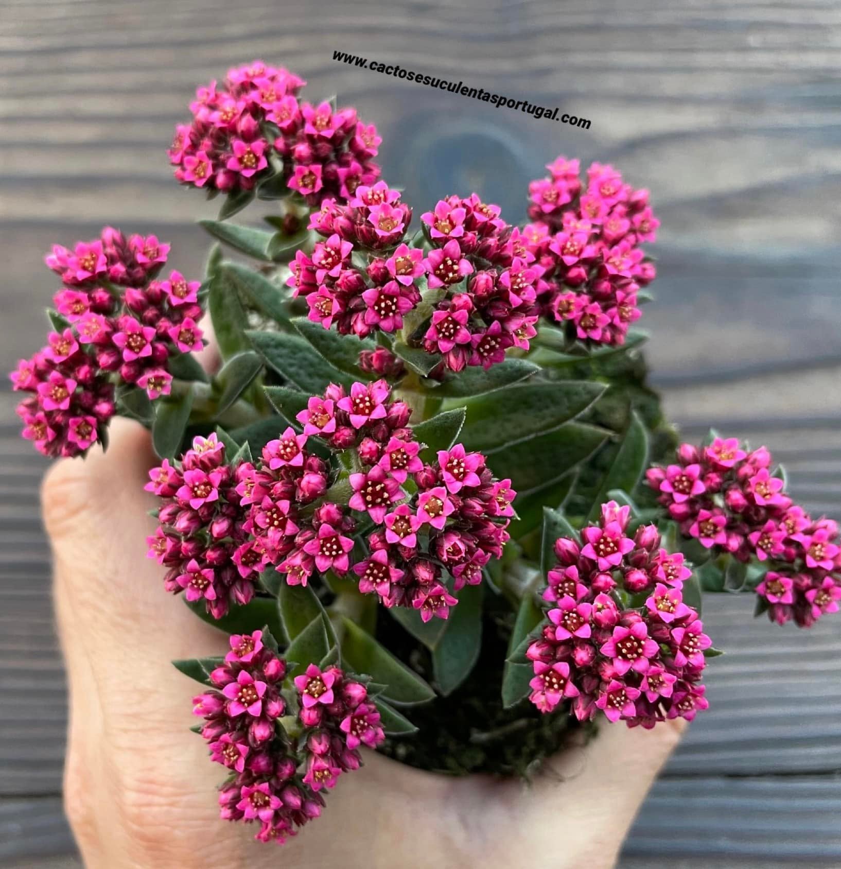 Crassula exilis ssp. 'schmidtii', rosa-choque clone 2020