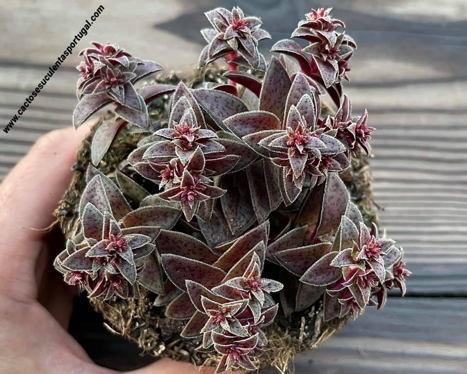 Crassula exilis ssp. picturata