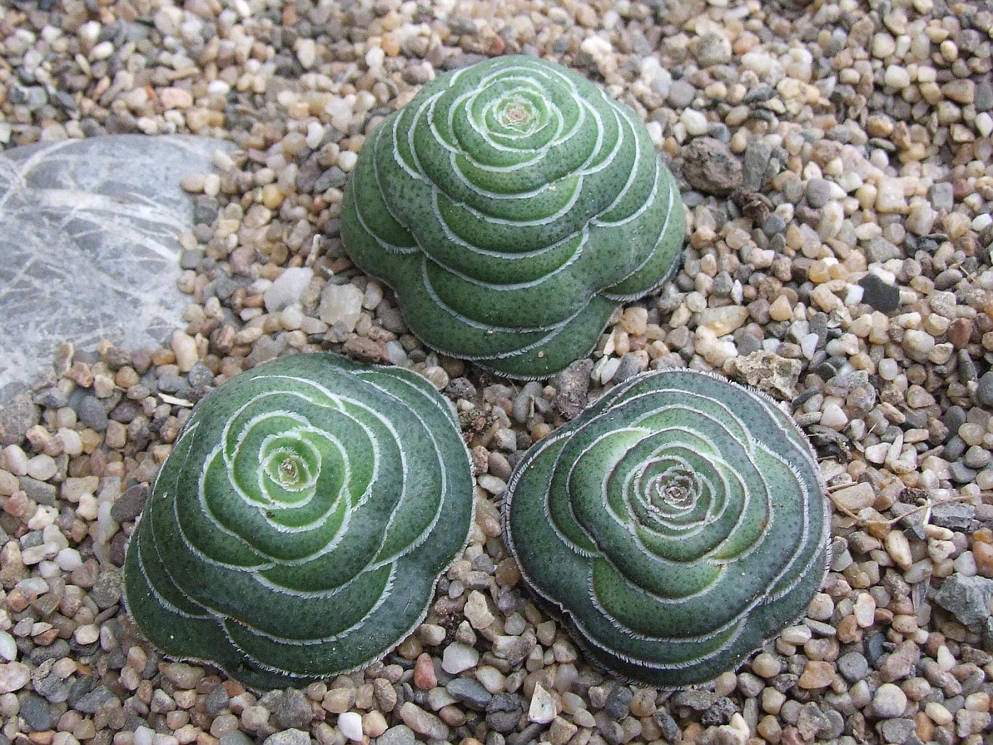 Crassula hemisphaerica