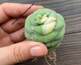 Crassula hemisphaerica form. variegata