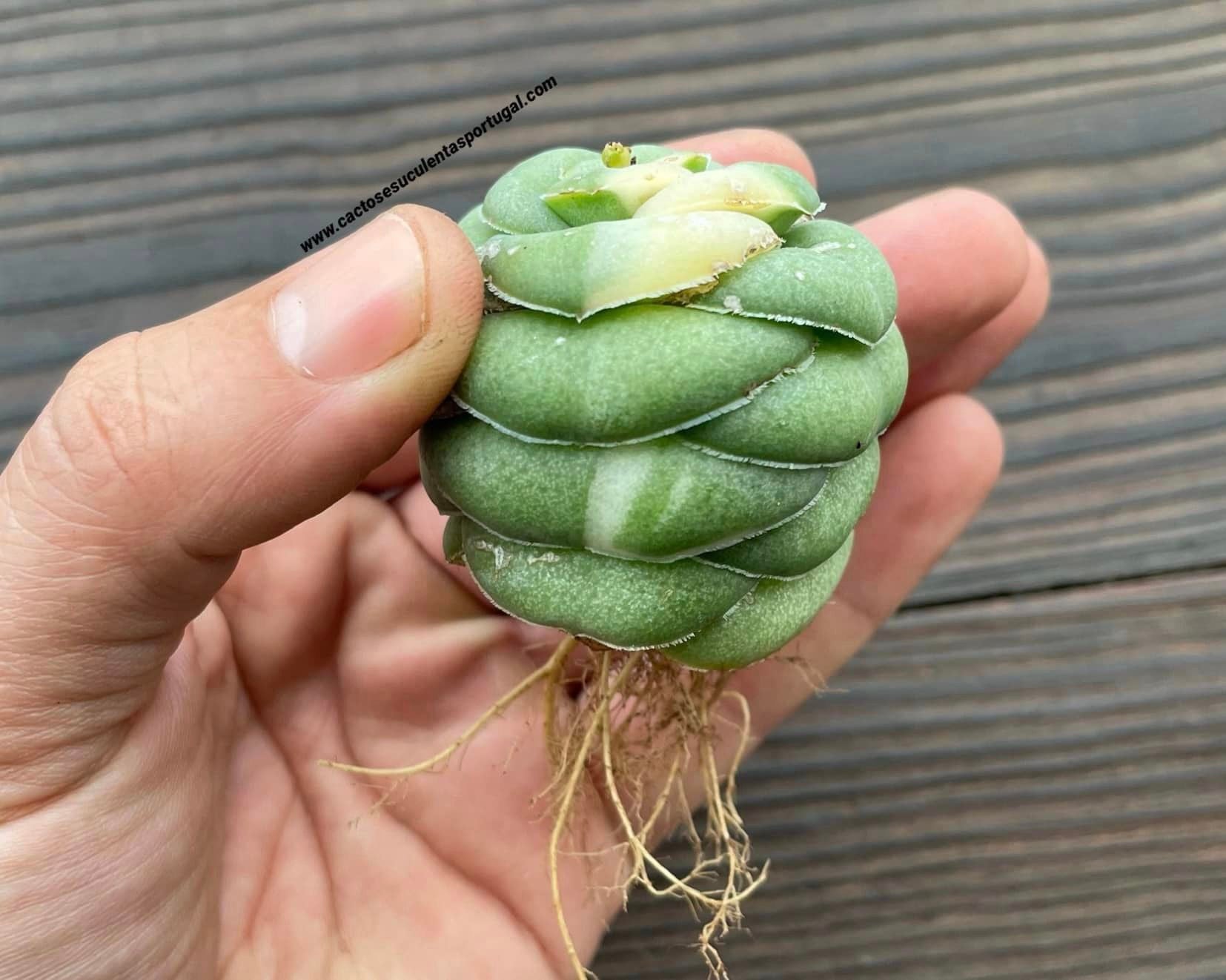 Crassula hemisphaerica form. variegata
