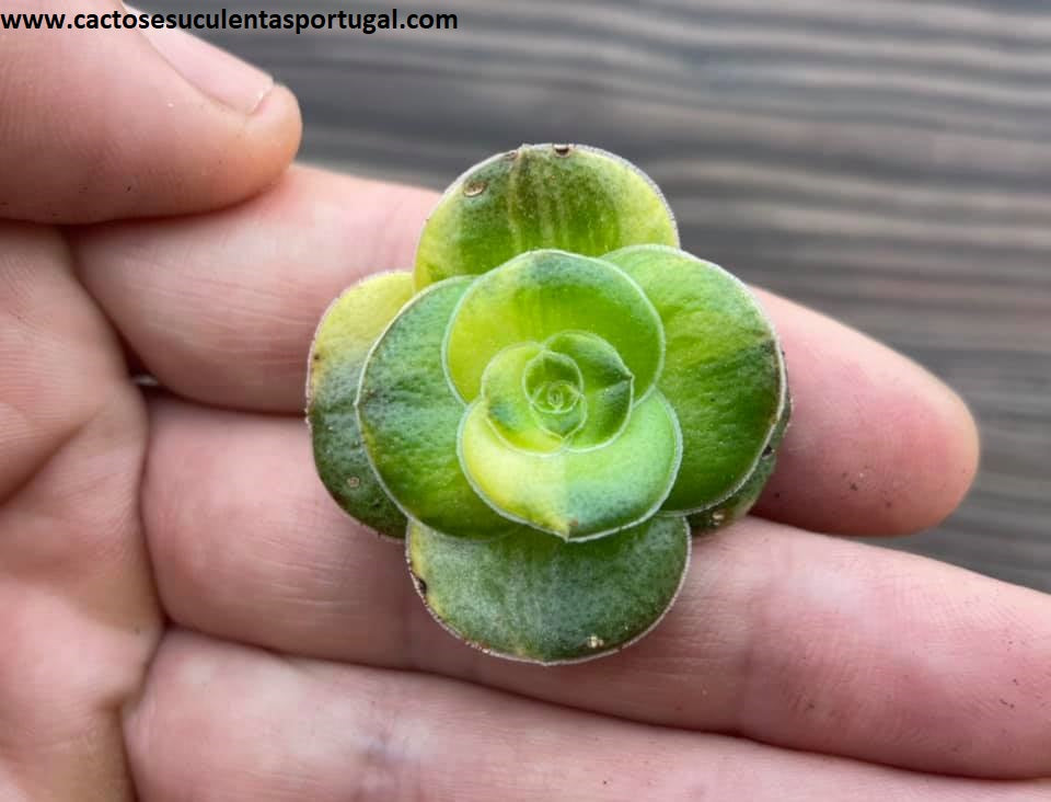 Crassula hemisphaerica variegated form.