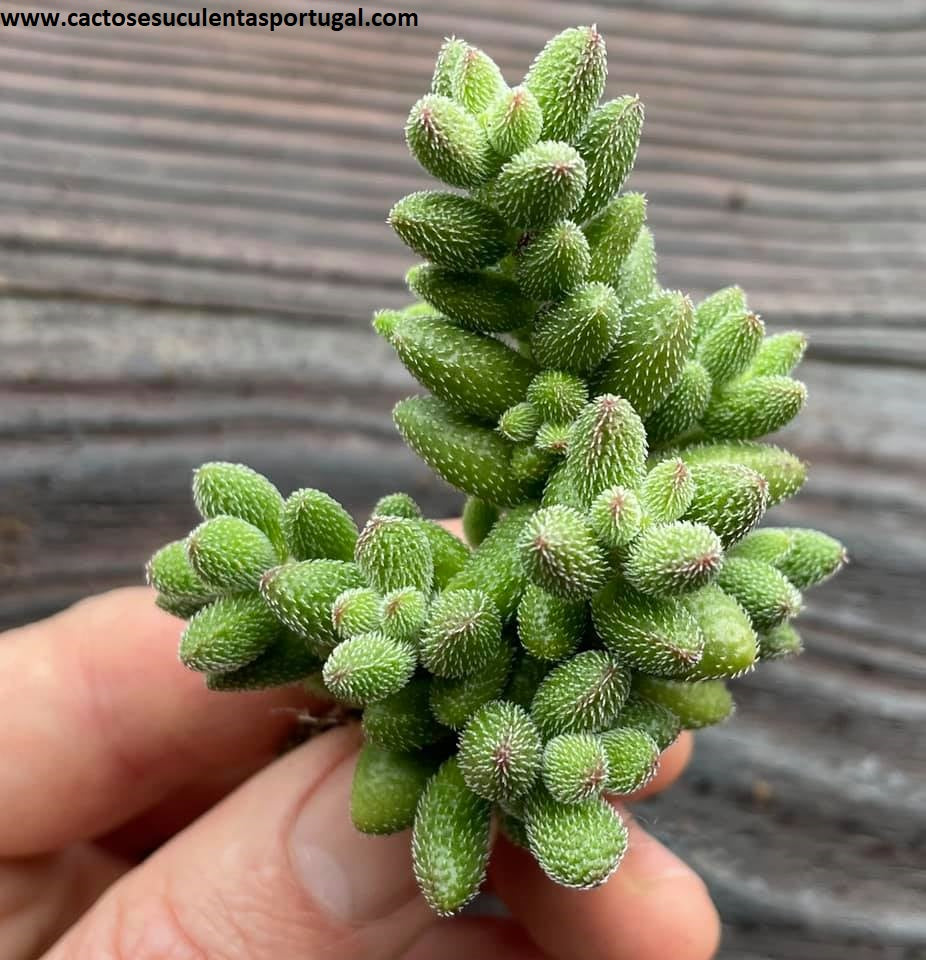 Crassula hirtipes
