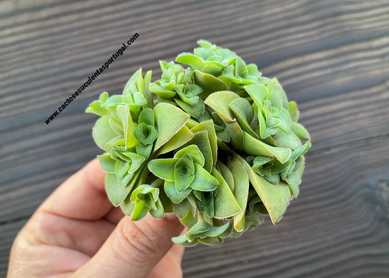 Crassula intermedia
