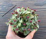 Crassula intermedia