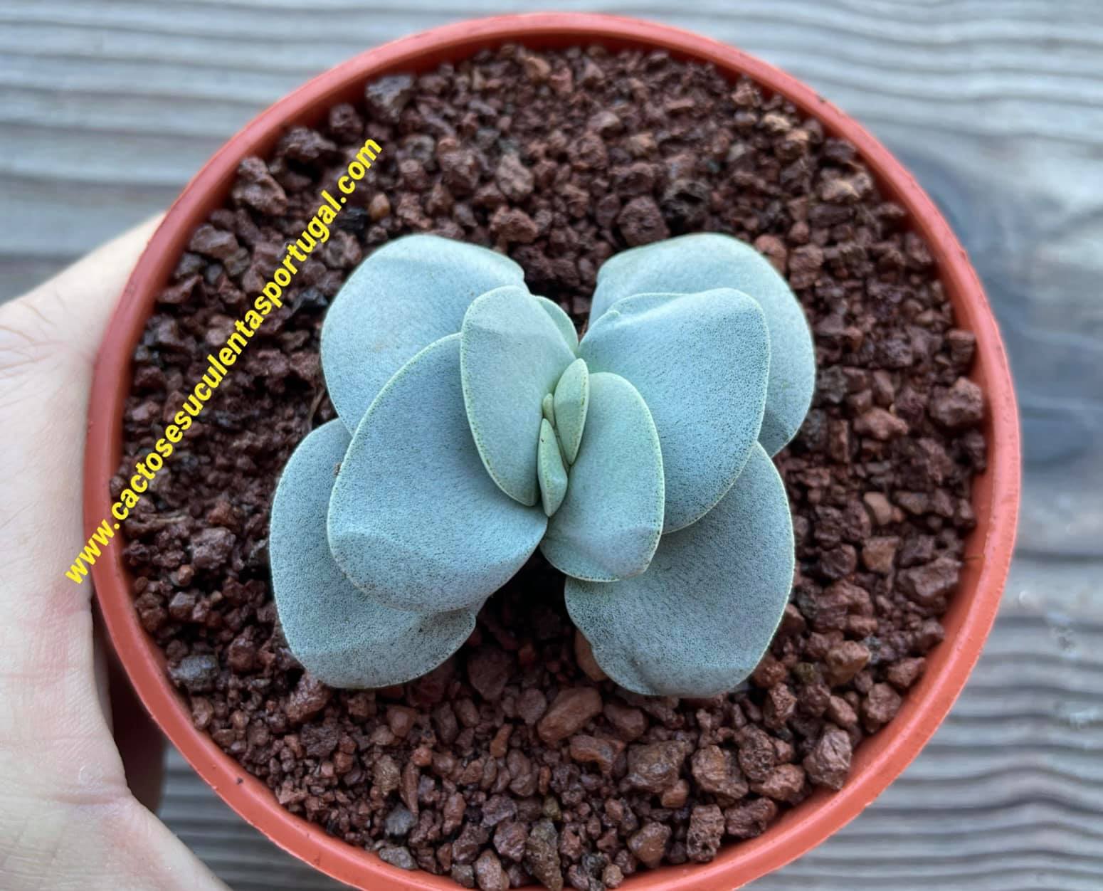 Crassula morgan's beauty