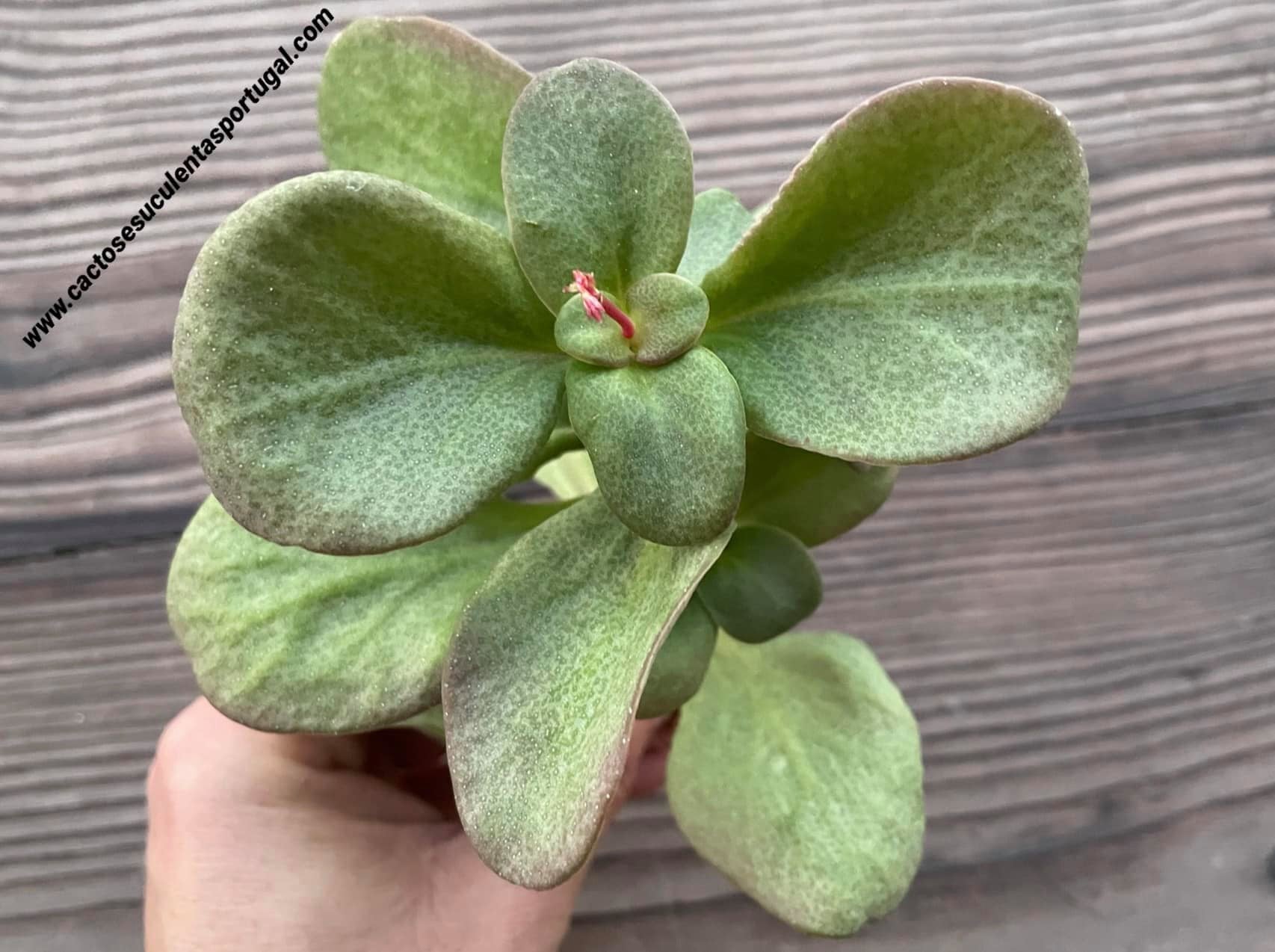Crassula multicava 