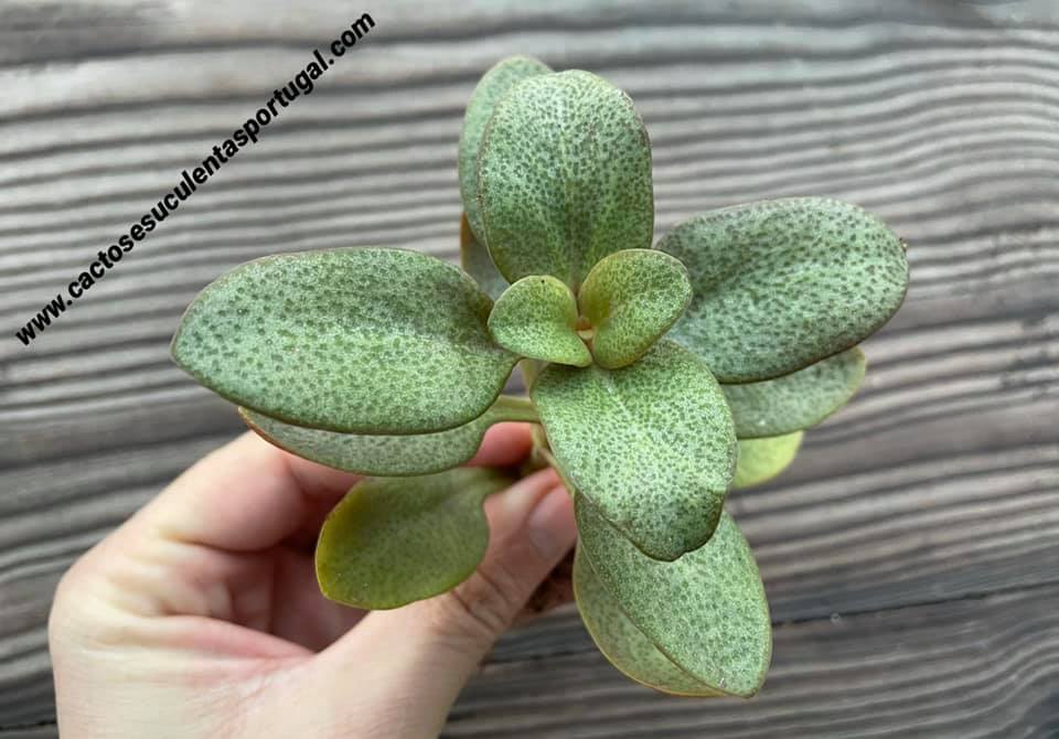 Crassula multicava 'Ngabara'