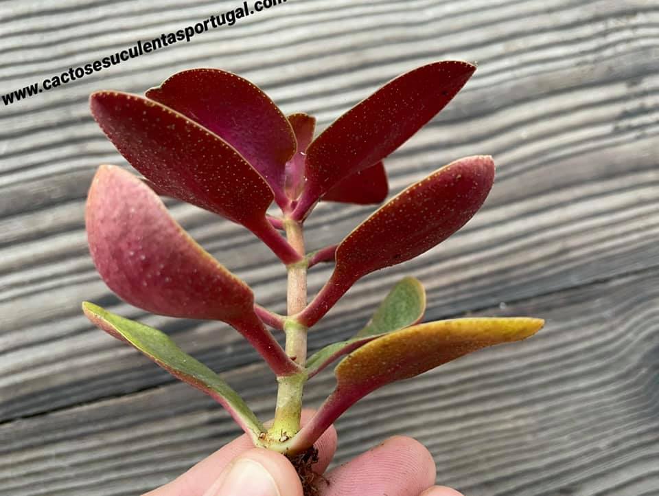 Crassula multicava 'Ngabara'