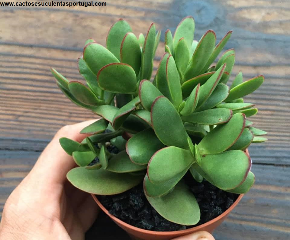 Crassula nudicaulis var. platyphylla