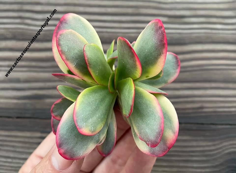 Crassula nudicaulis var. platyphylla variegata