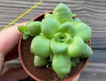 Crassula orbicularis