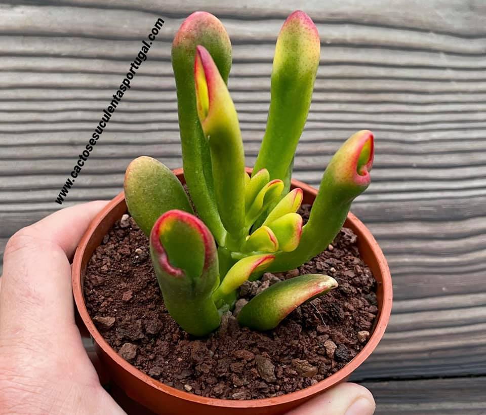 Crassula ovata gollum tricolor (orelha de shrek)