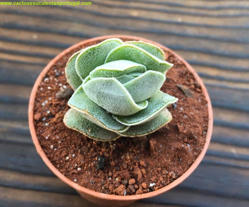 Crassula 'Ivory Pagoda' pangolin 