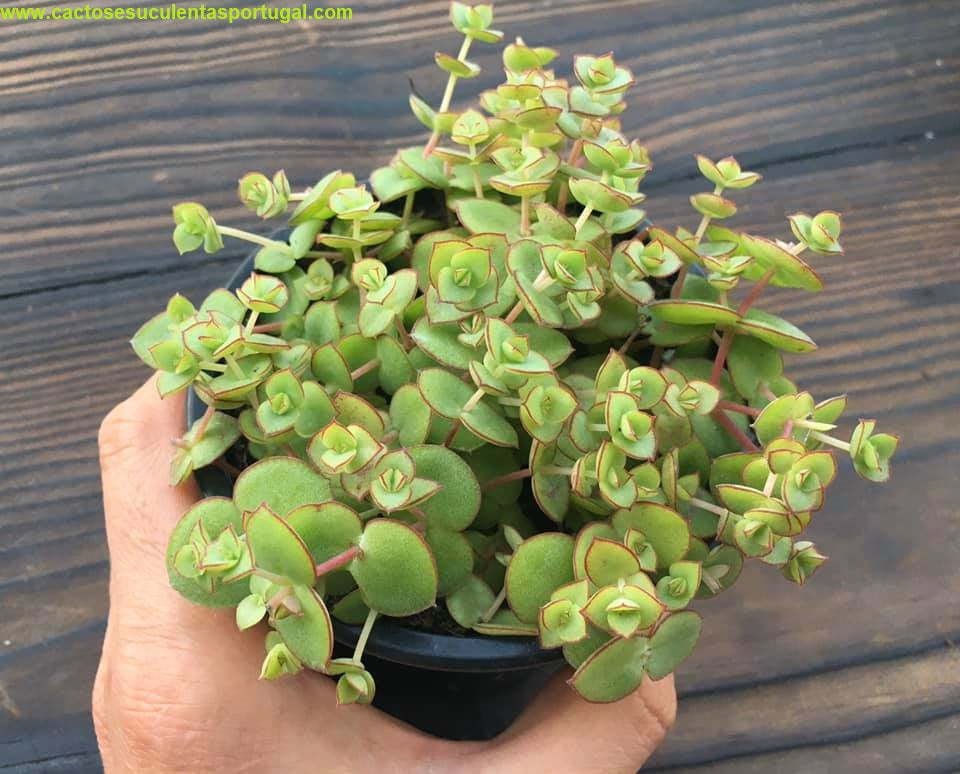 Crassula pellucida