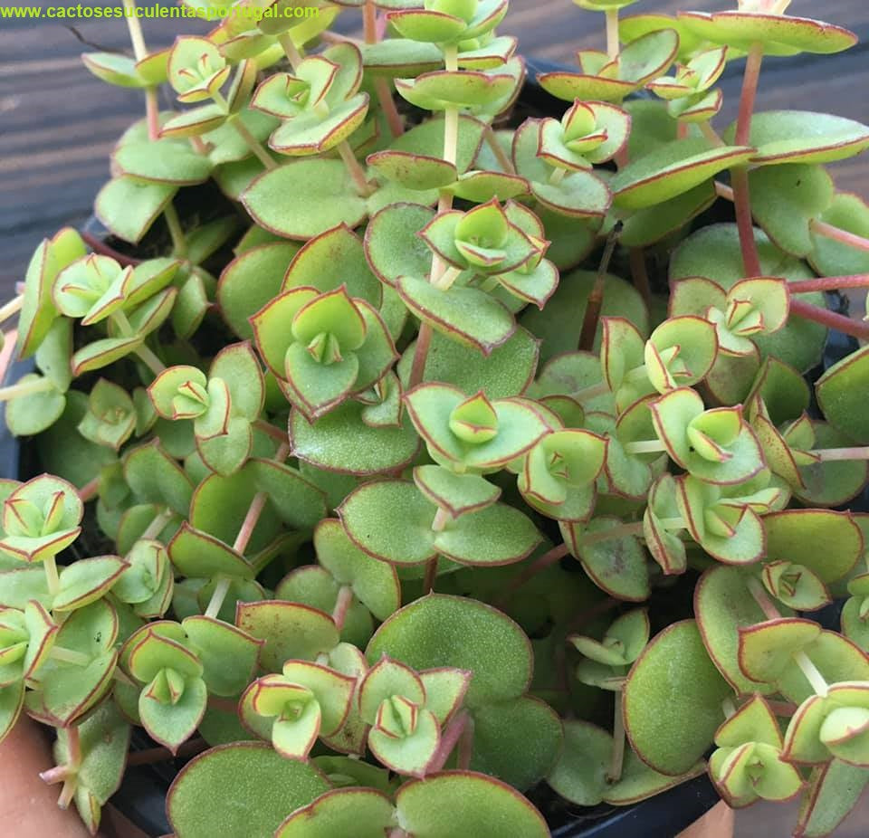 Crassula pellucida 