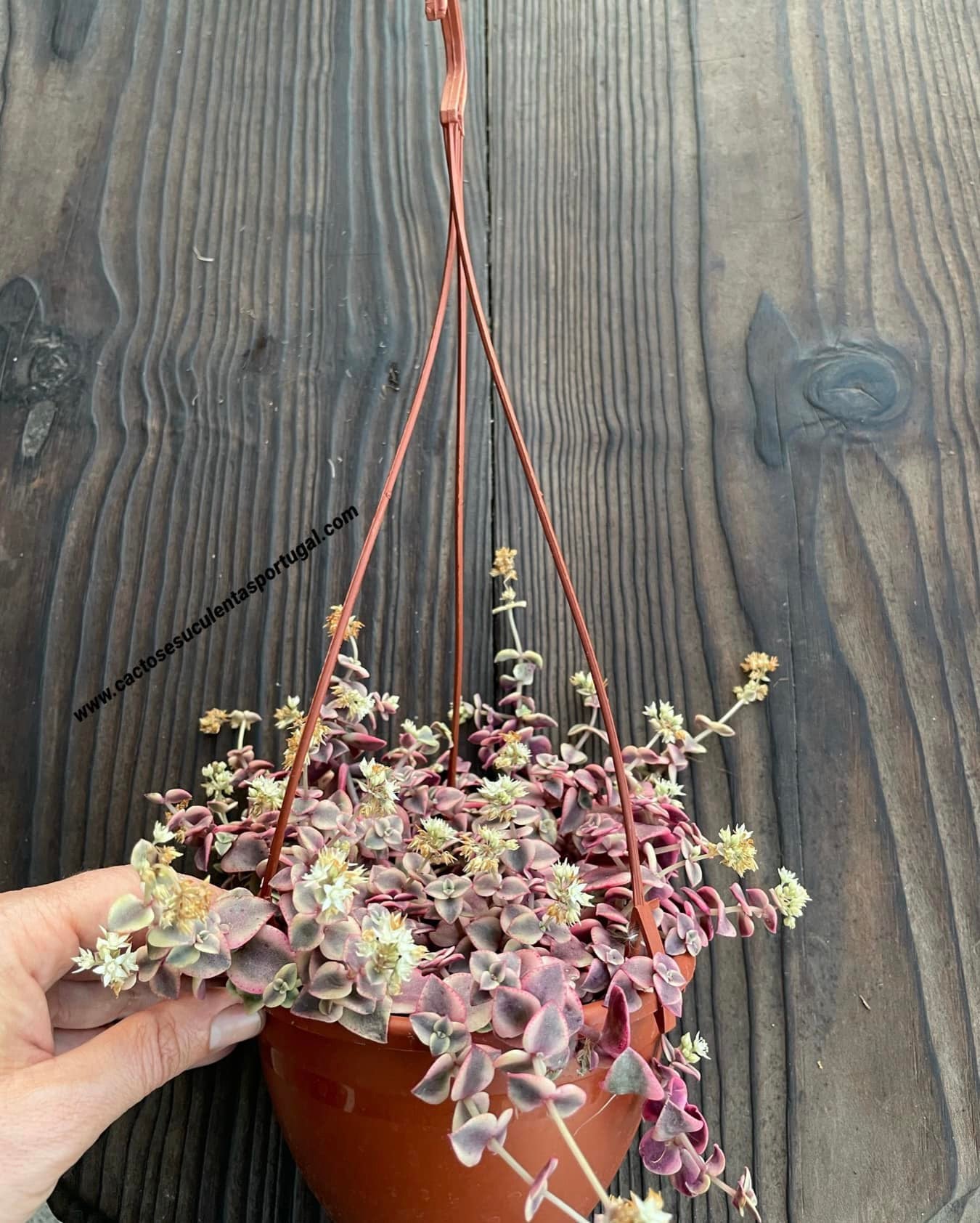 Crassula pellucida ssp. marginalis variegata