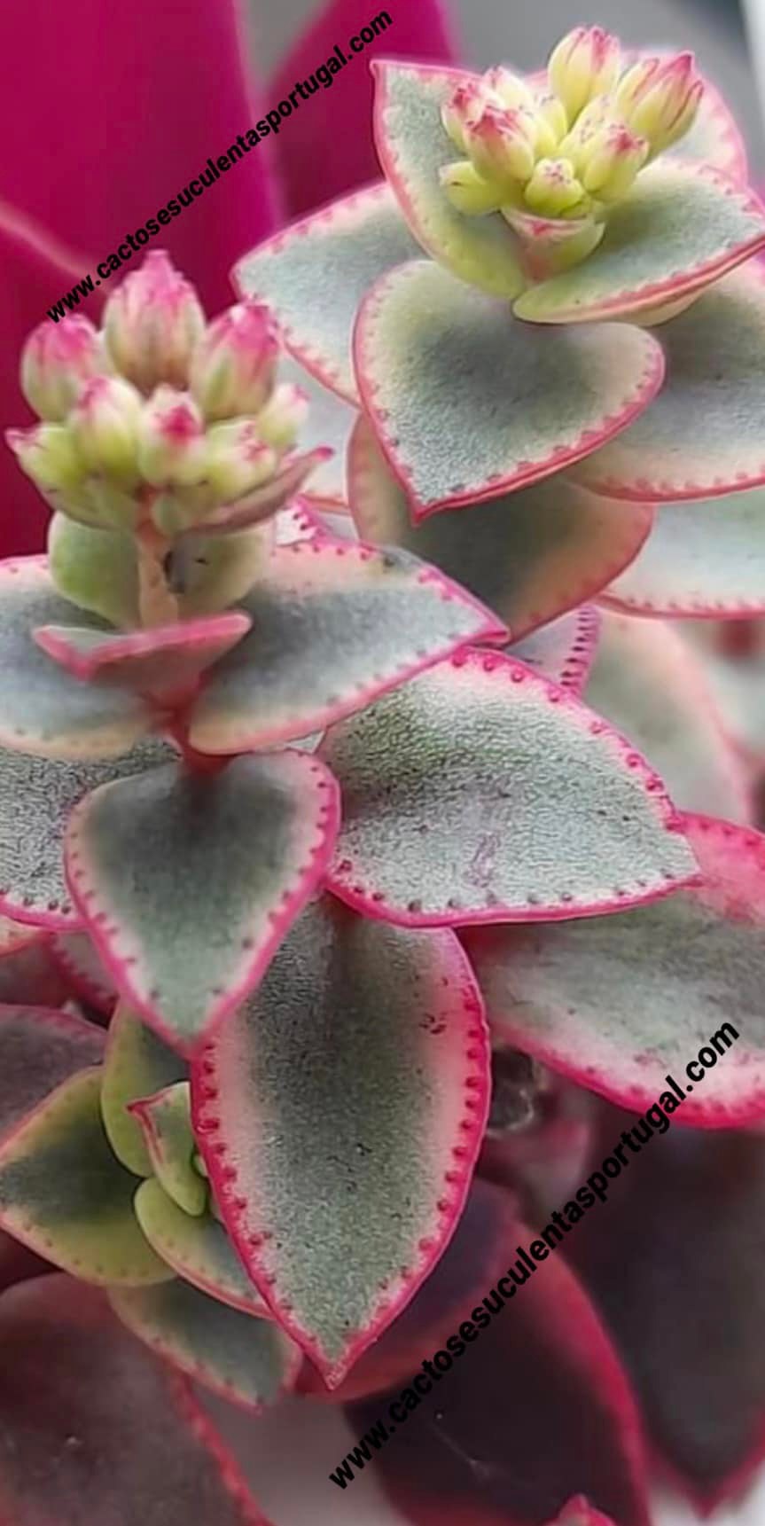 Crassula pellucida ssp. marginalis variegata