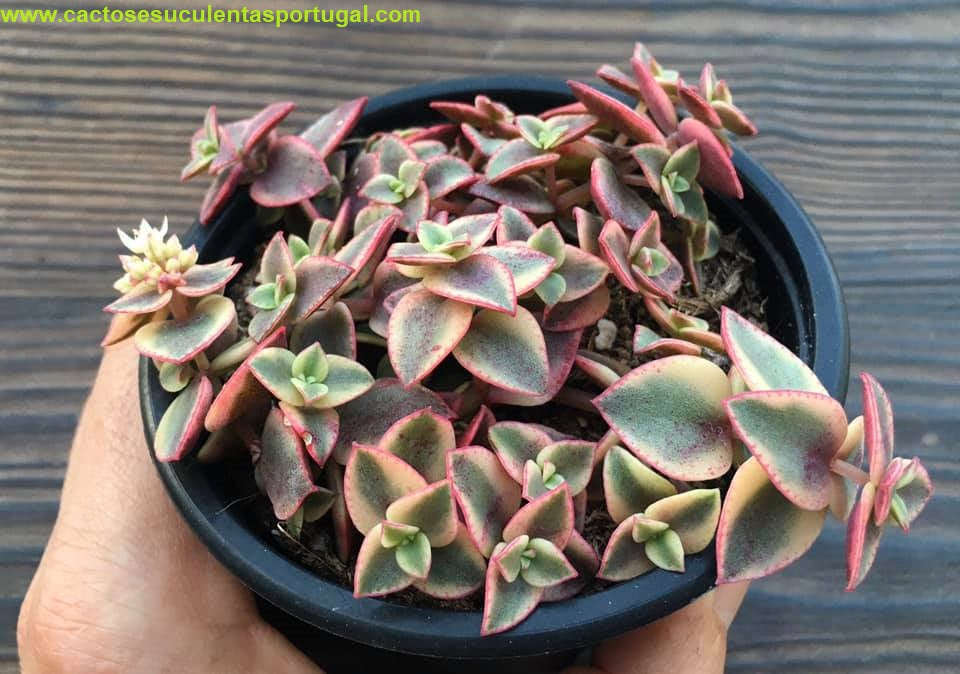 Crassula pellucida ssp marginalis variegata